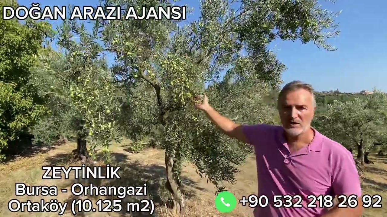 10.125 m2 ZEYTİNLİK Bursa - Orhangazi (Ortaköy mahallesi )