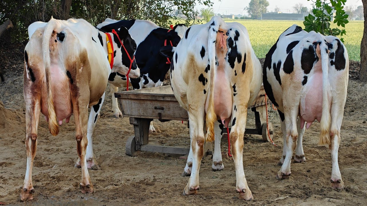 6 ਗਾਵਾਂ ਵਿਕਾਊ, 6 Cows for sale 