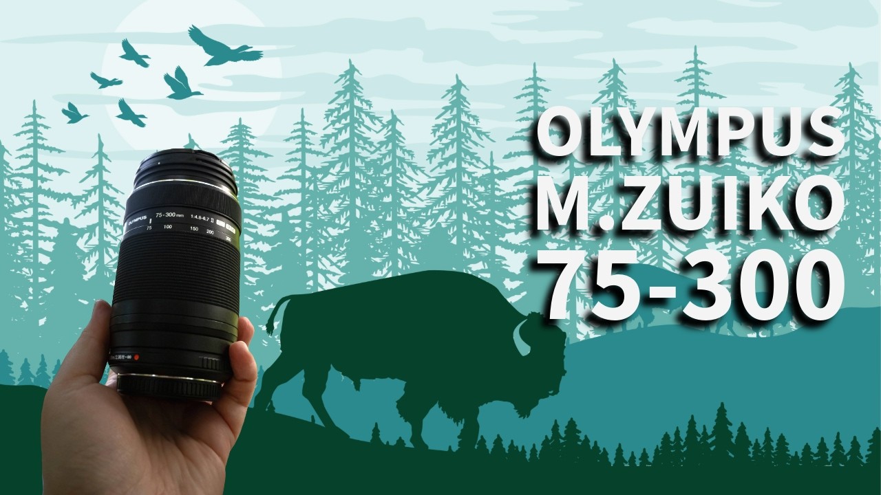 M.Zuiko 75-300 mm najtańszy telezoom Olympusa do fotografii dzikiej przyrody - czy warto?
