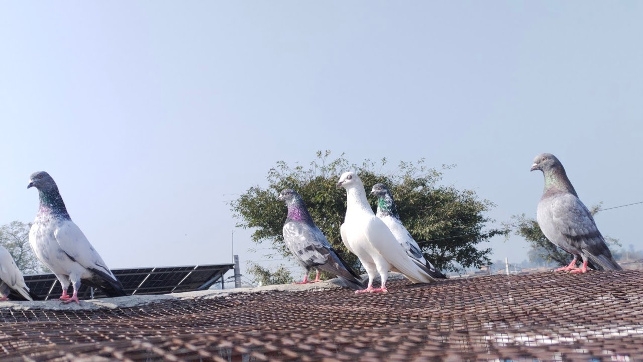 🌅 Evening Kabuter Feeding Time | Shanti Bhara Pal