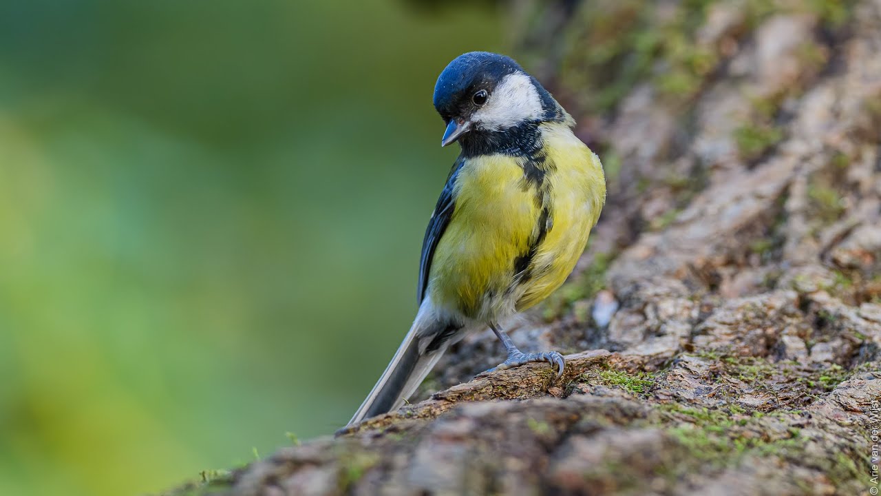 Birds of tooting Common 2026