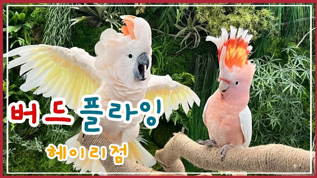[앵카투어] 전설적인 그들의 만남 / 버드플라잉 헤이리점 / 미첼코카투 와 몰루칸코카투 / 앵무새브이로그