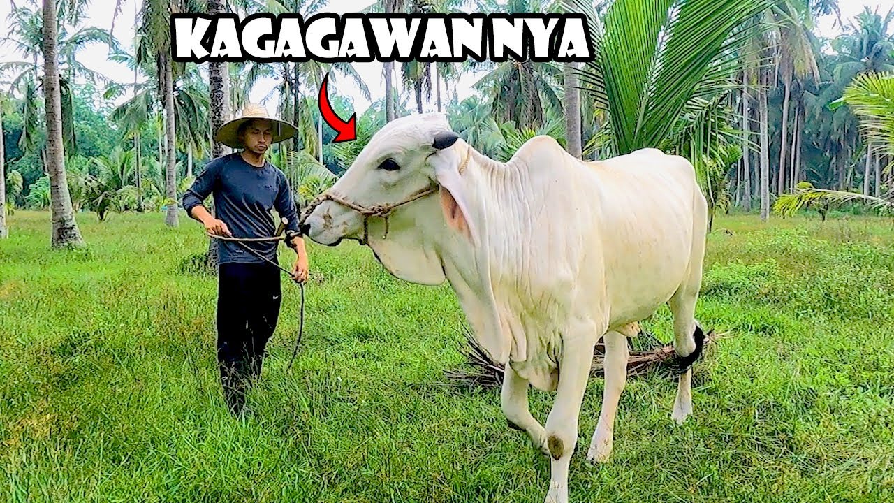 Kelangang Ayusin ang Nasira sa Farm Kahit Umuulan