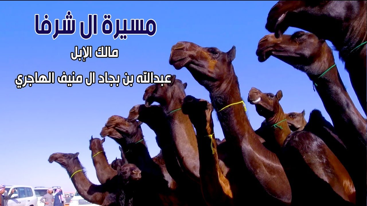 مسيرة منقية ال شرفا | مالك الإبل/عبدالله بن بجاد ال منيف الهاجري