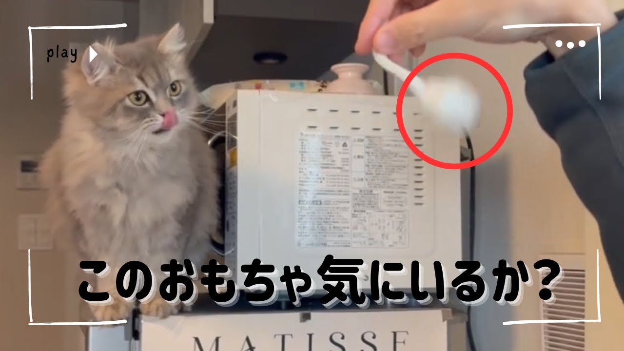 このおもちゃ気にいるか？