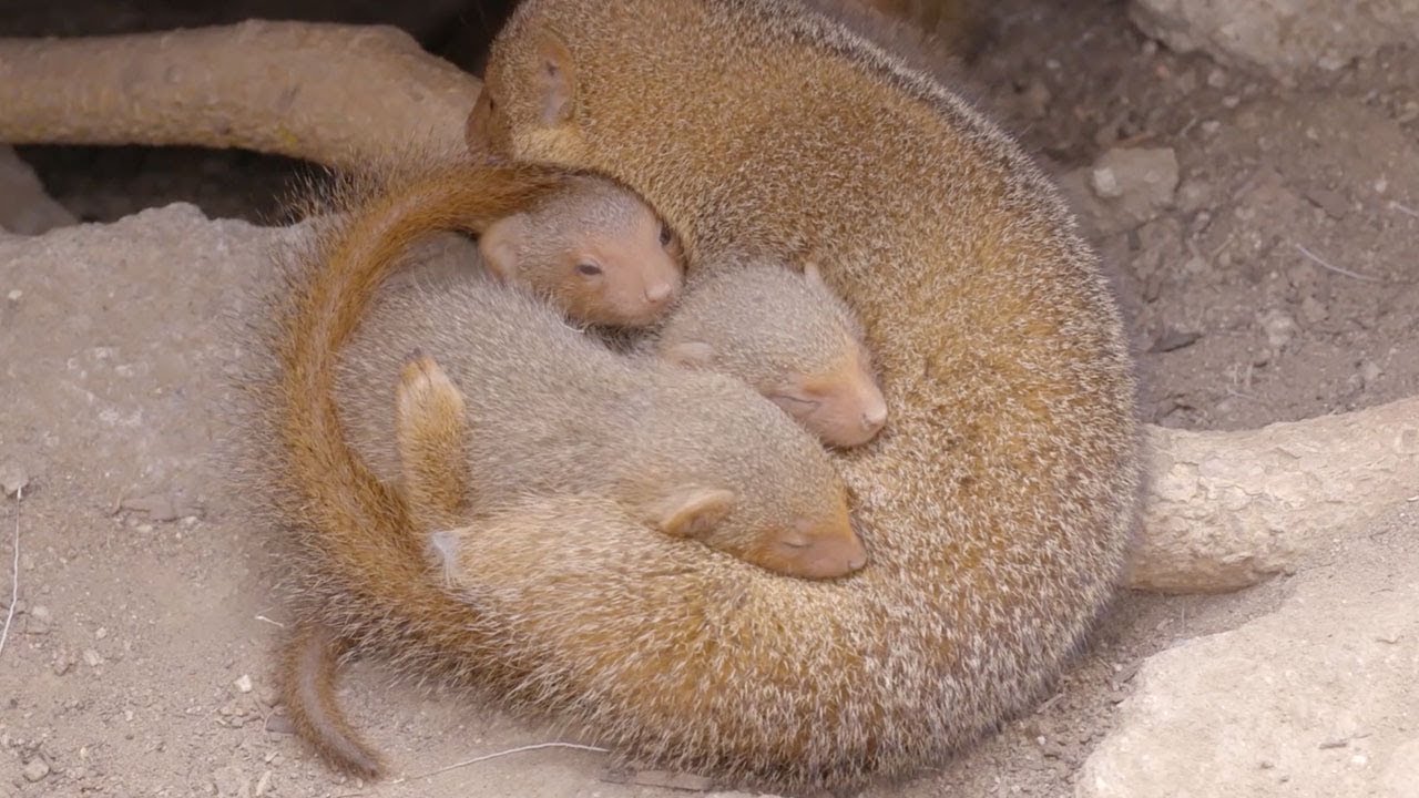 Awesome Animal Moms