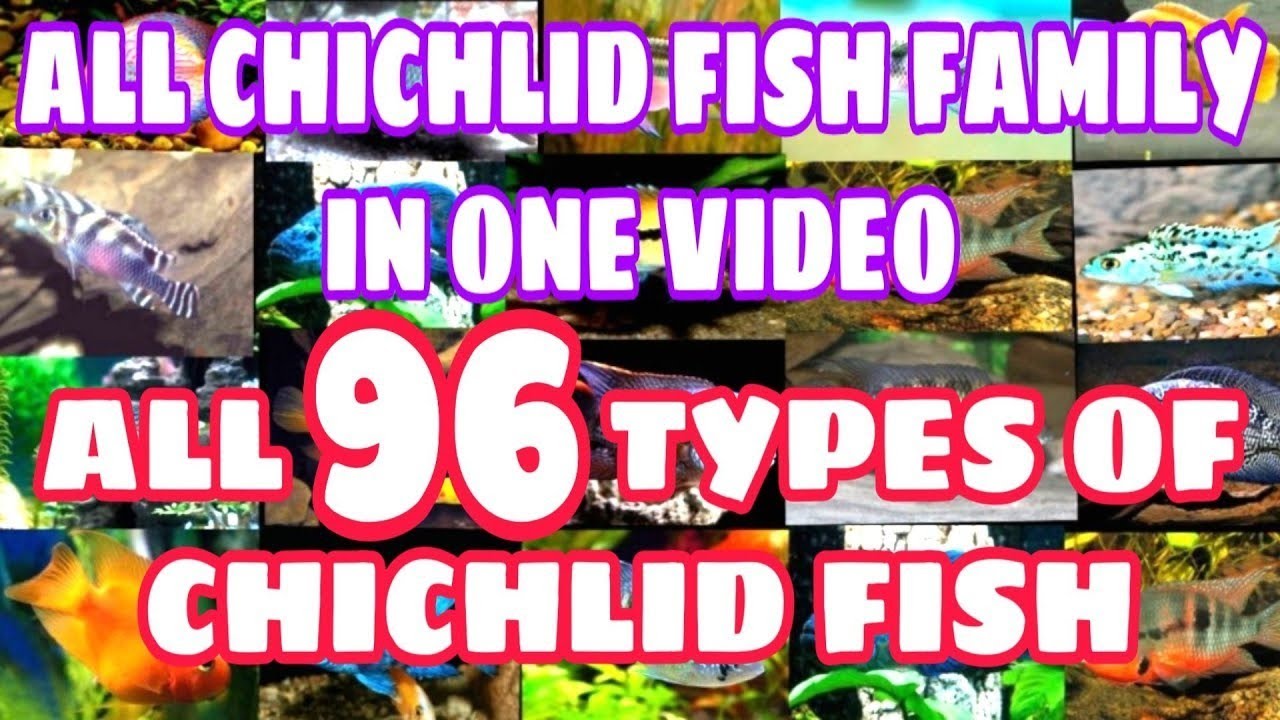 All types of cichlid fish | African cichlid | American cichlid |  Prathmesh Aquatics