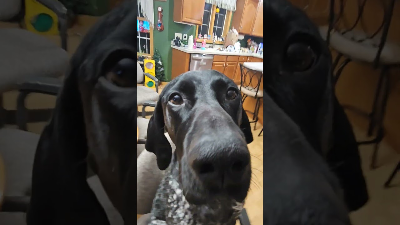 Hello, my name is Bandit. Im Bandit with a B!!