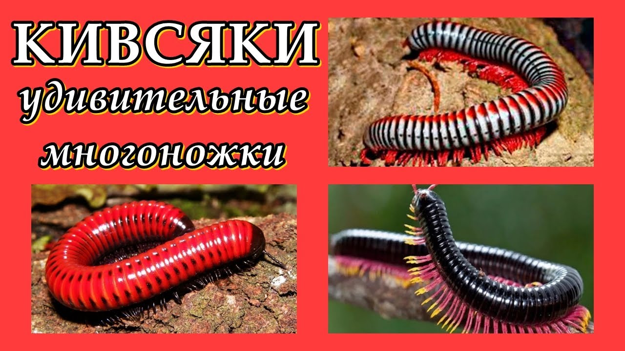 КИВСЯКИ - Удивительные многоножки