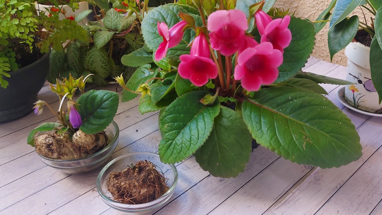 DESCUBRA A BELEZA OCULTA DA PLANTA GLOXINIA  CULTIVO DIFERENTE