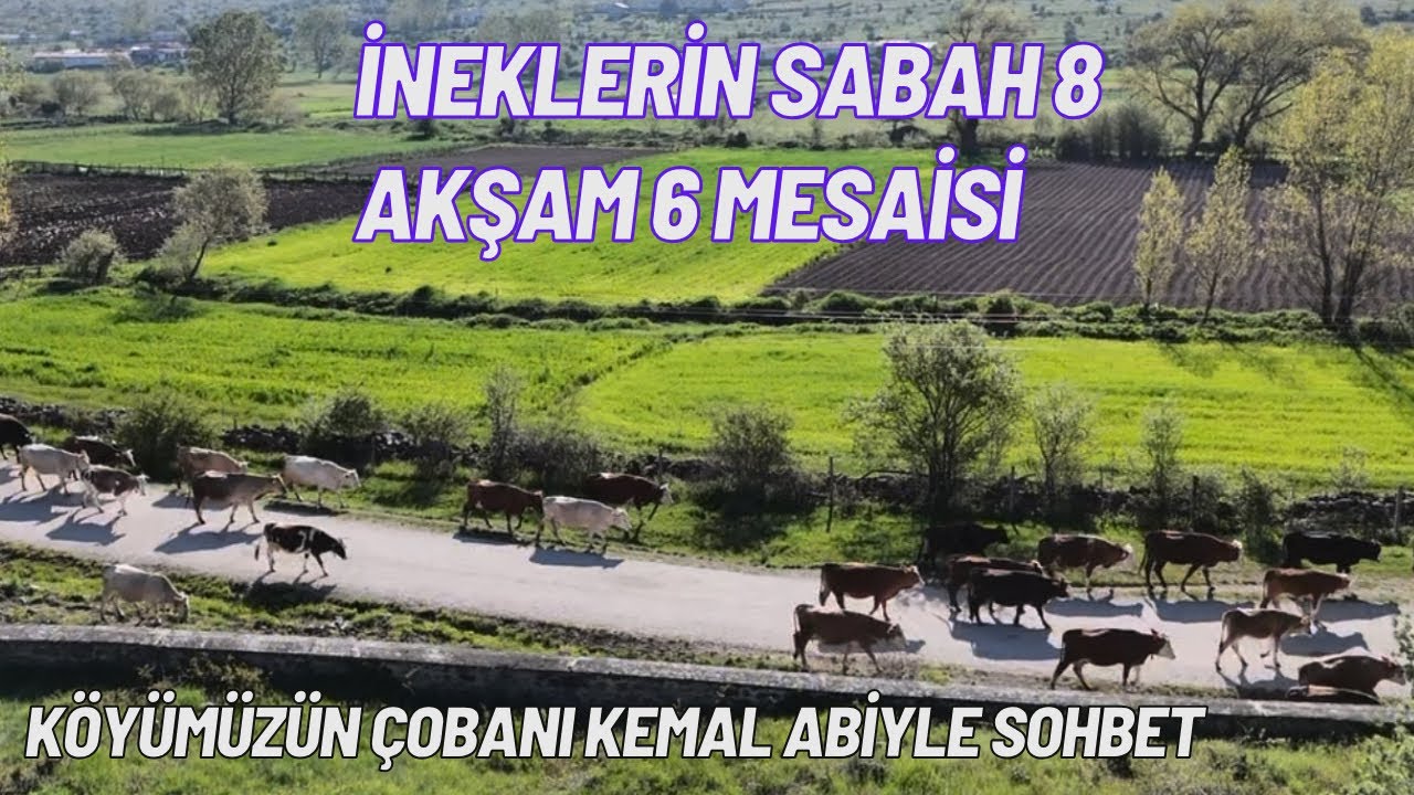 KÖYÜMÜZÜN İNEKLERİ MERAYA GİDİYOR - GÜZLER BİTENE KADAR ÇOBANIMIZ KEMAL ABİYE EMANET - KÖY VLOĞU