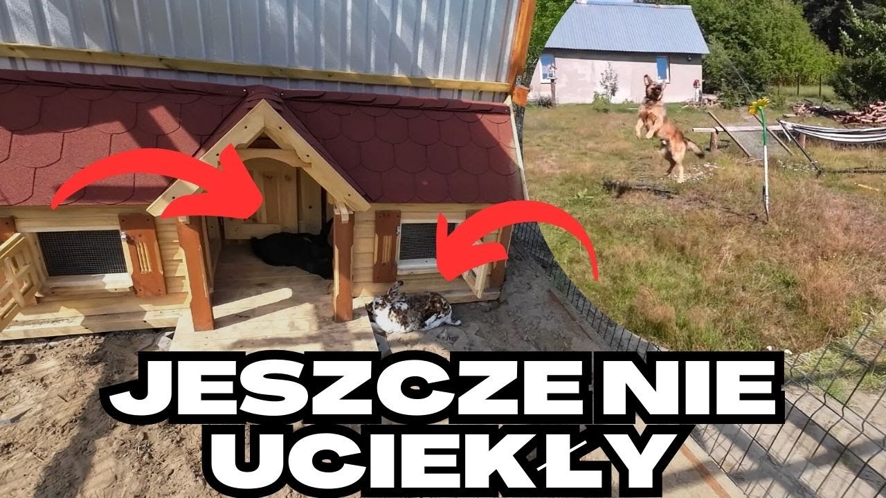 Króliki pierwszy raz w nowym domu