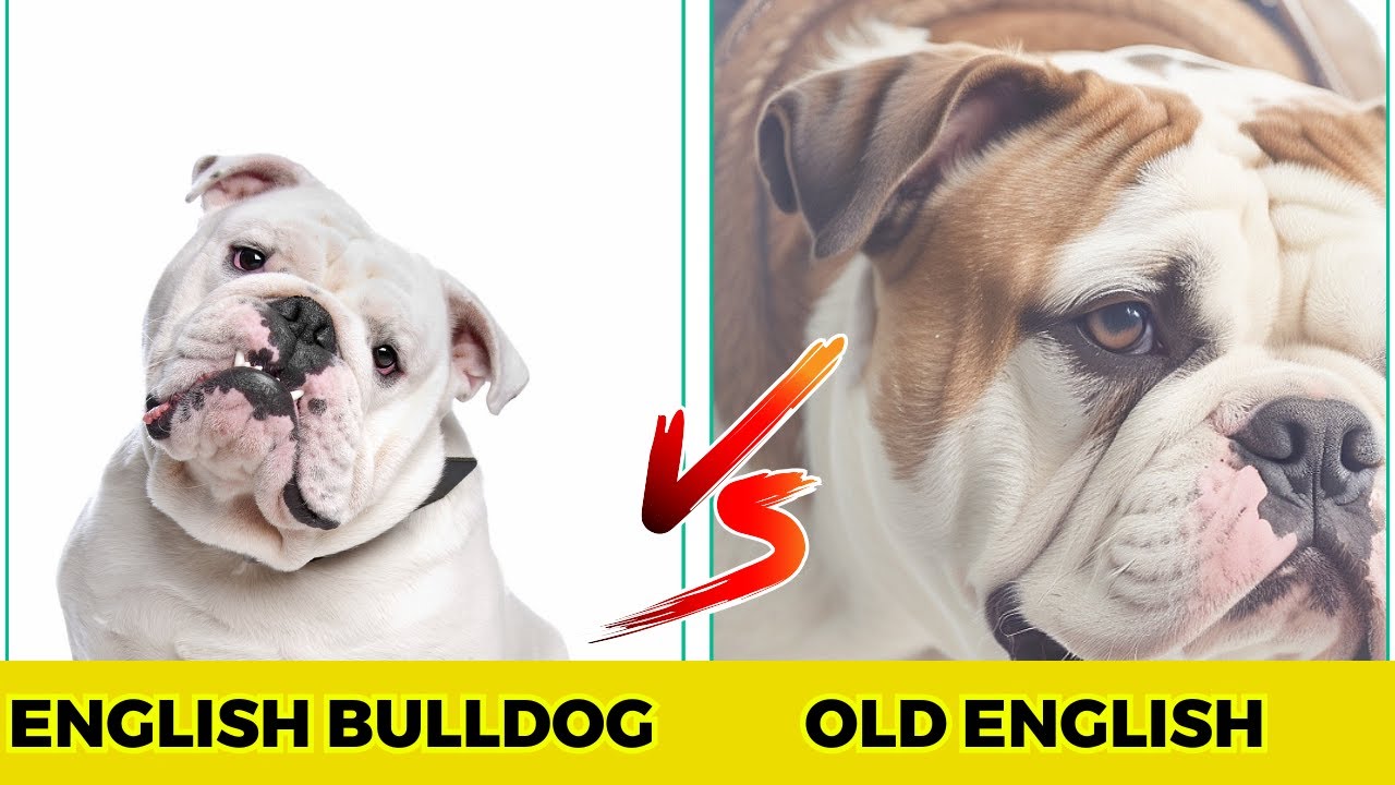 Olde English Bulldogge vs English bulldog - 10 Major Difference