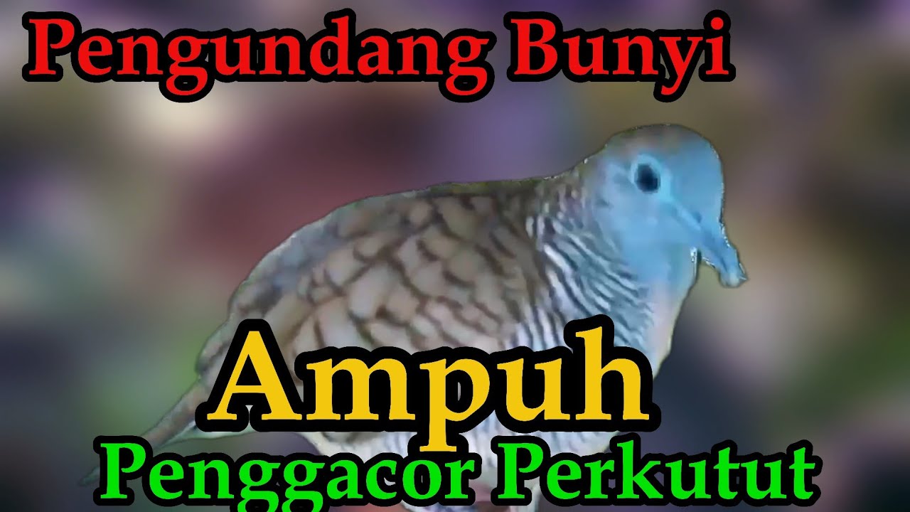 Perkutut Lokal Gacor Pancingan Ampuh#Perkututlokalgacor#kutut#perkututbangkok#masteranperkutut