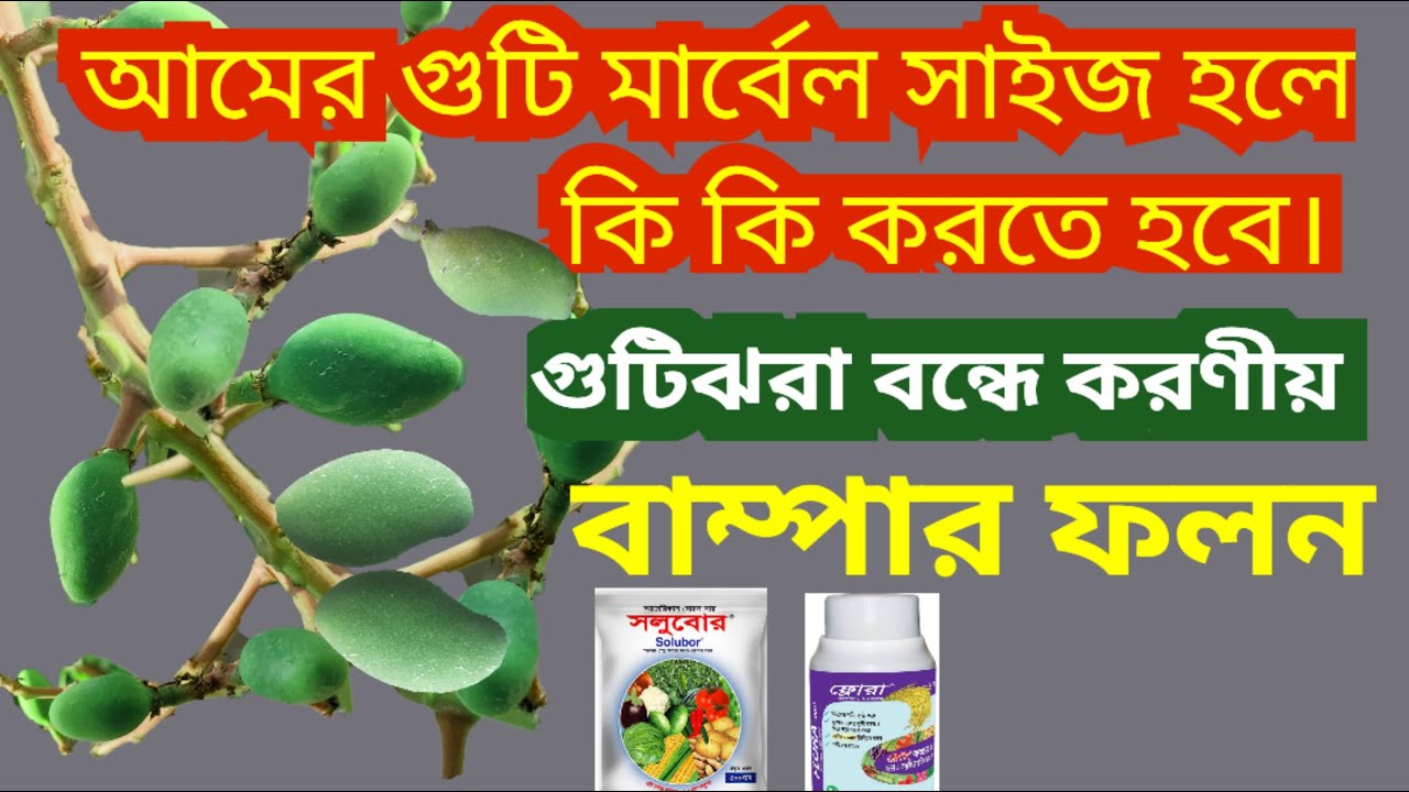আমের গুটি 