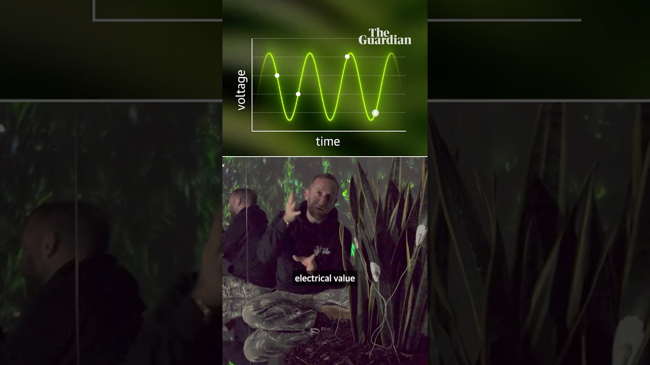How I make music with plants