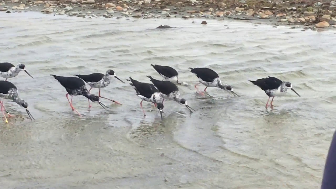 Kakī black stilt release in the Godley River system