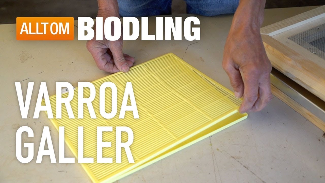 Varroagaller - Biredskap - Bih&auml;lsa - Biodling