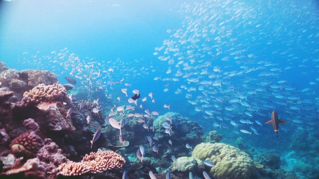 ASMR 마음이 편안해지는 바닷속 수영 소리 (feat. 나의 문어 선생님)│Underwater ASMR Inspired by [My Octopus Teacher]