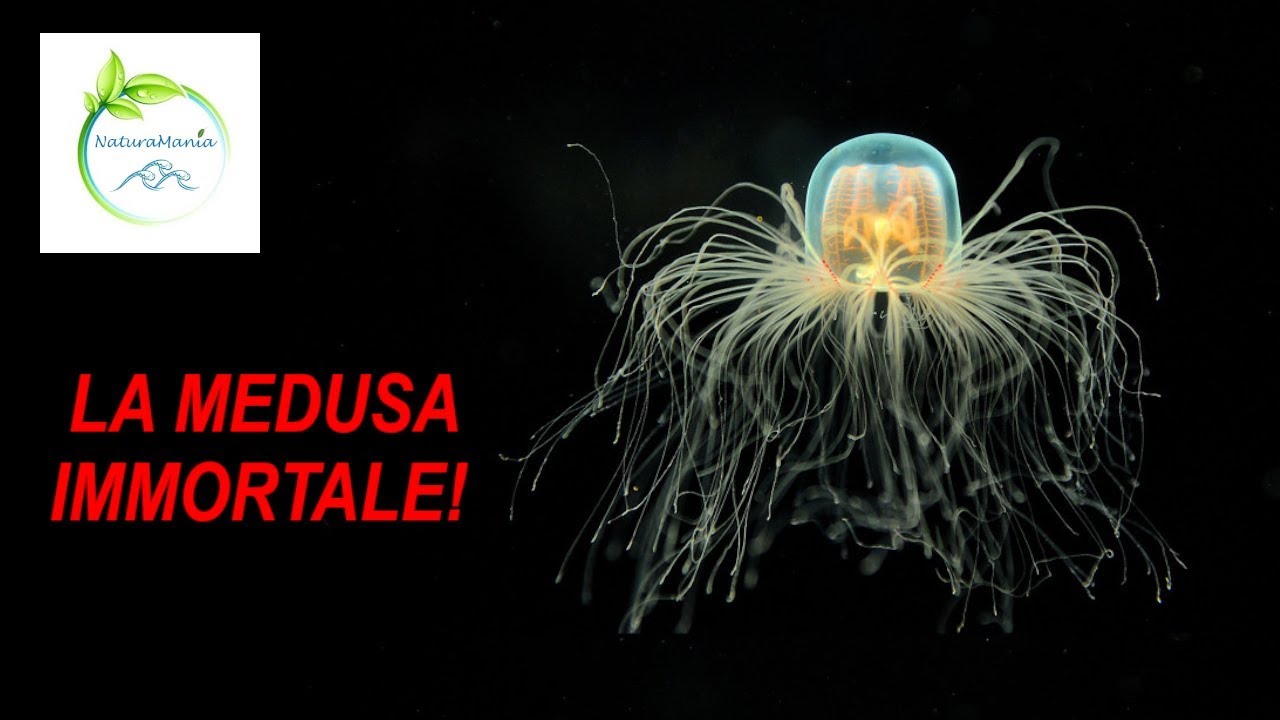 LA MEDUSA IMMORTALE! - 