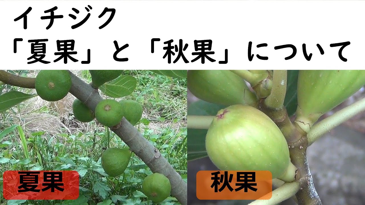 イチジク　夏果 ・ 秋果について①