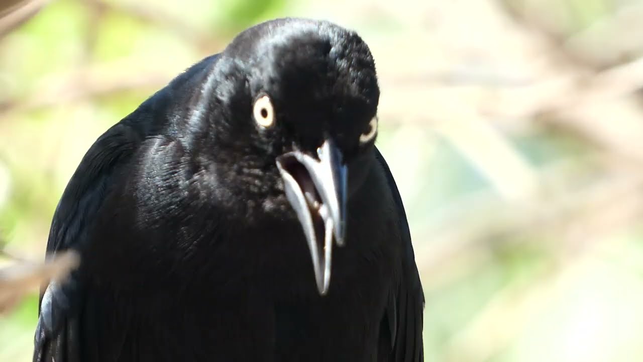 Greater Antillean Grackle singing close-up