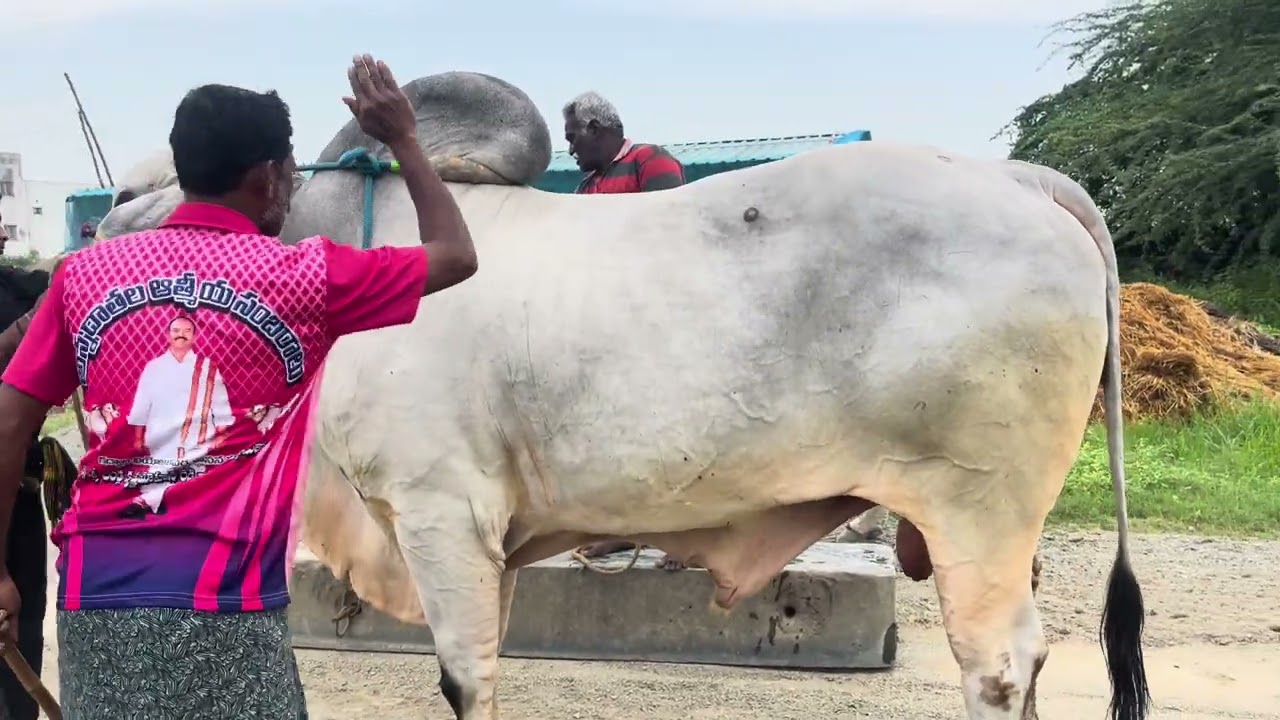 Beerambulls (Raman & Dharma) beta