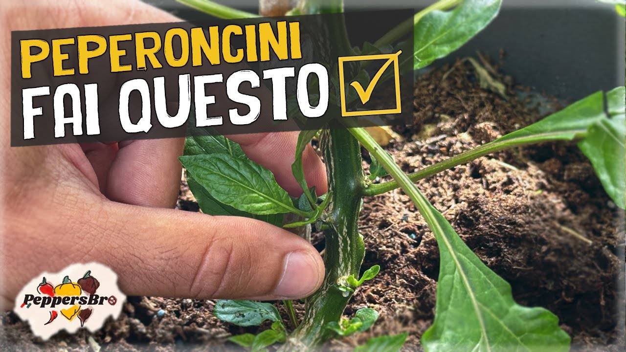 Potatura Estiva del Peperoncino: Come farla per ottenere più Risultati!🌶