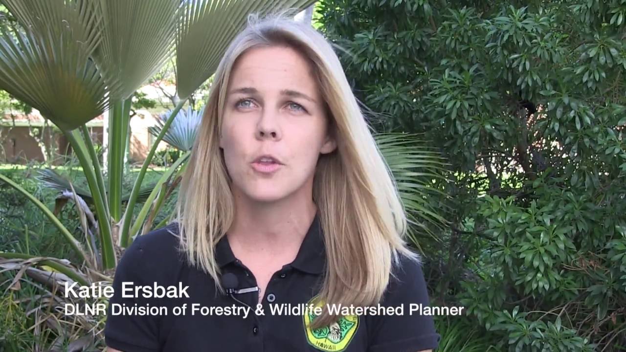 DLNR & YOU Sustaining Healthy Forested Watersheds for Hawaii's Communities HD