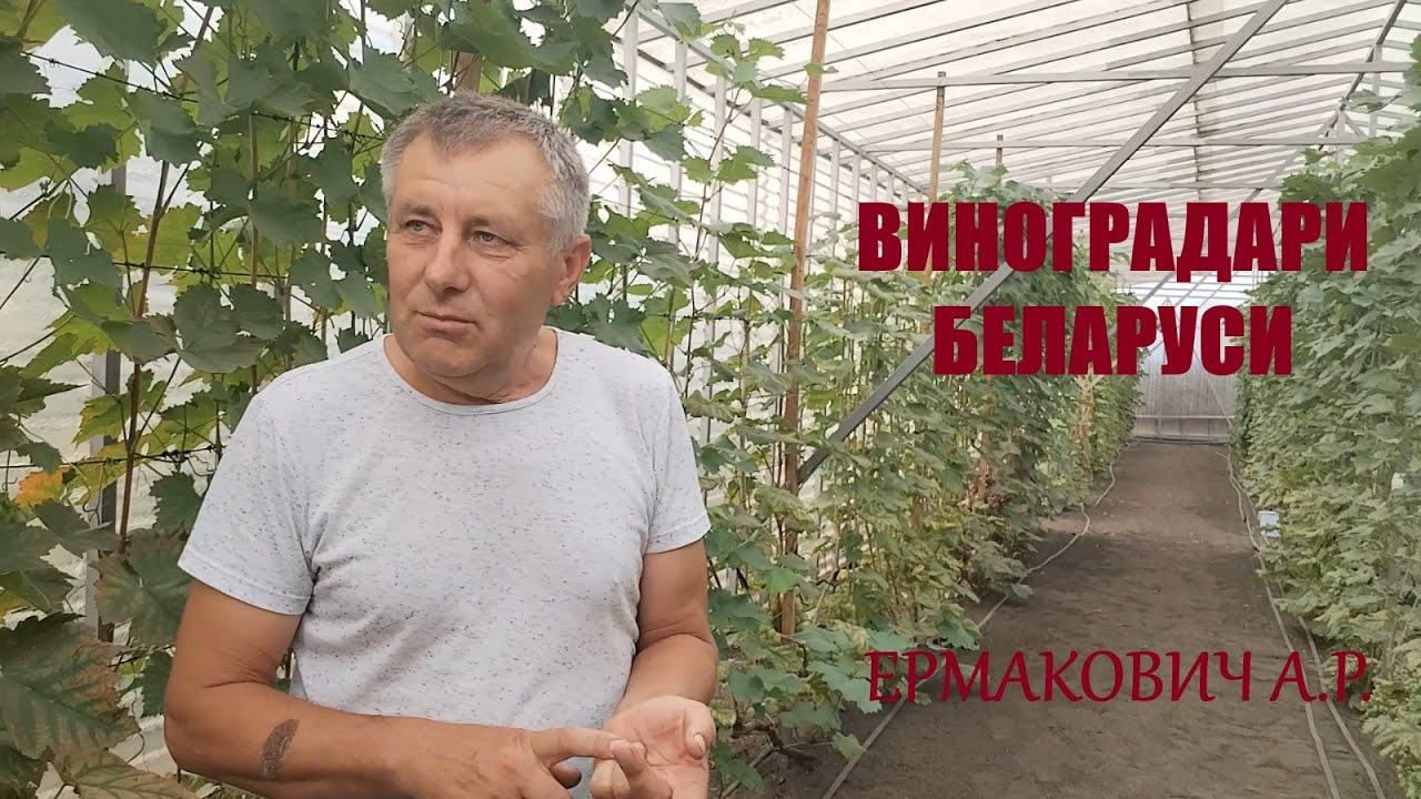 Виноградная усадьба в гостях у Ермаковича А.Р. Август 2025 года.