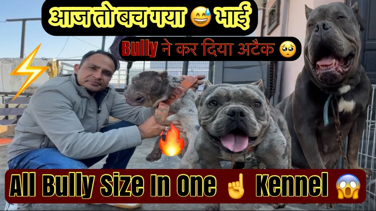 American Bully All Sizes Available | Last 3 Puppies Left | Attack Moment 😳