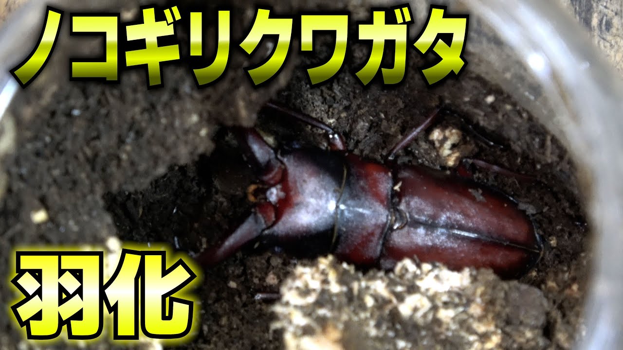 羽化したノコギリクワガタを掘り出します