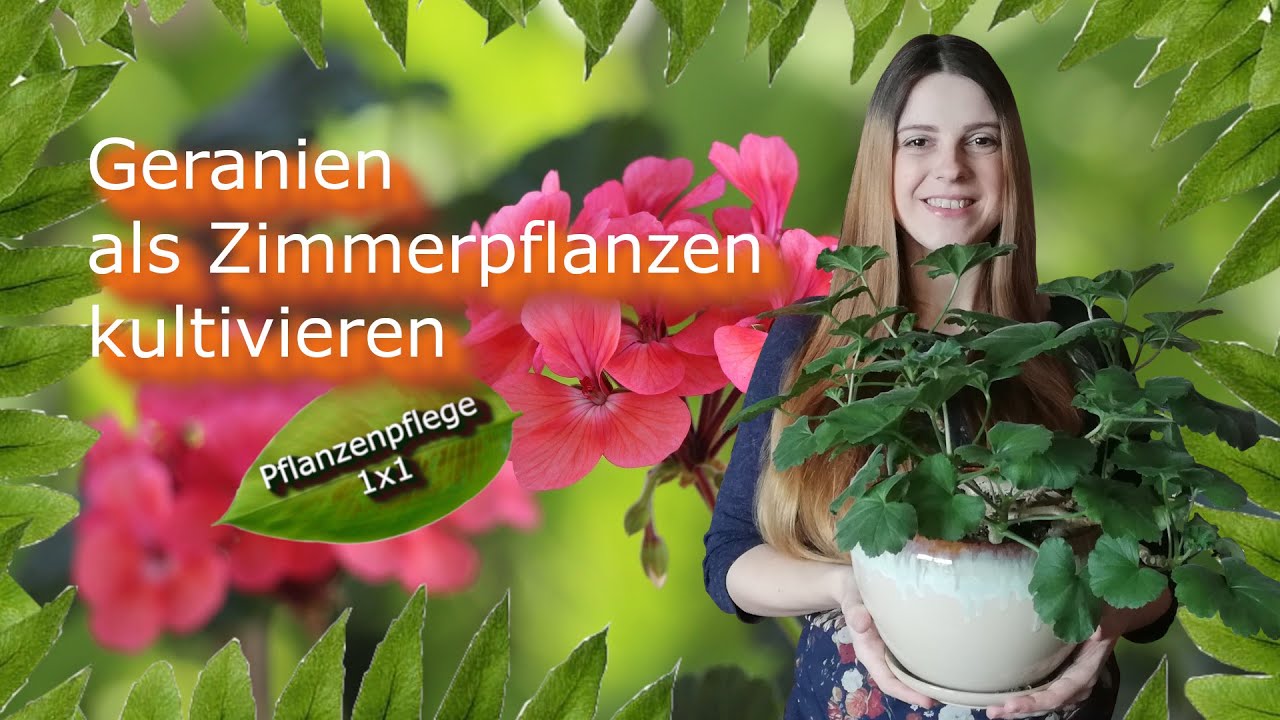 Geranie als Zimmerpflanze kultivieren | Pflanzenpflege 1x1