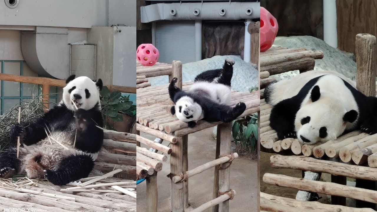 New Giant Pandas Arrive at Zoo Negara Malaysia (Chen Xing & Xiao Yue)