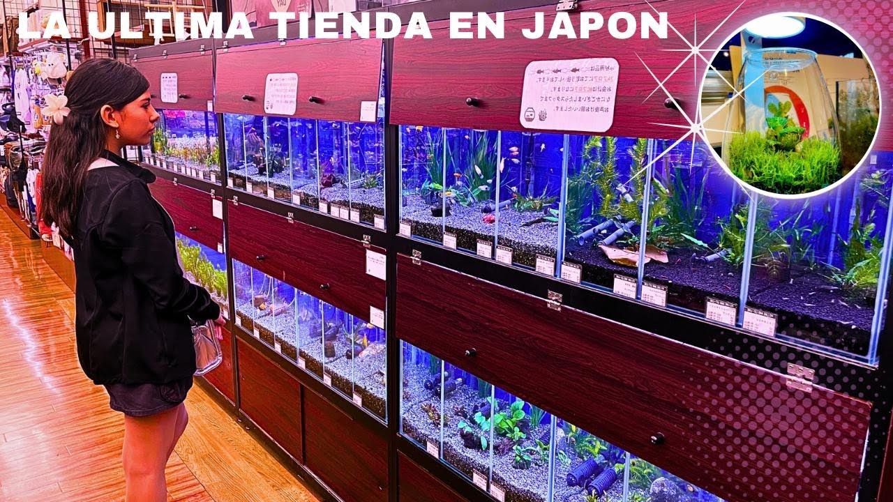 LA ÚLTIMA TIENDA DE PECES EN JAPON