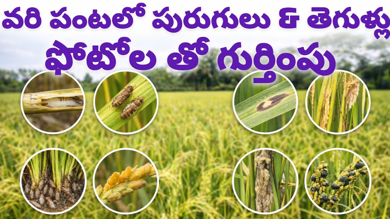 వరి పంటలో పురుగులు & తెగుళ్లు &ndash; ఫోటోతో గుర్తింపు | Rice Pests & Diseases Telugu | Rythu Sedyam 