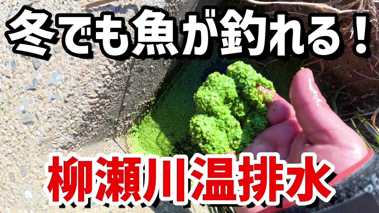 【柳瀬川温排水】冬でも魚が釣れる！