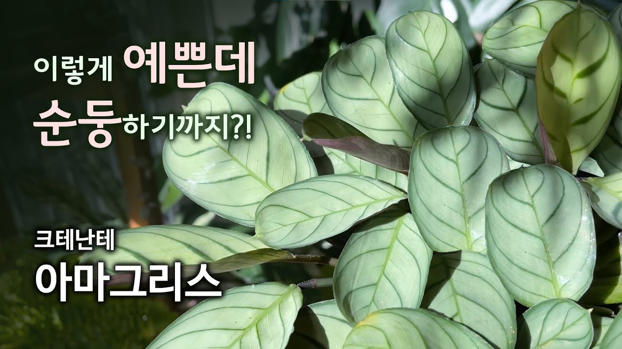 아마그리스 - 작고 예쁘고 쉬운 식물!