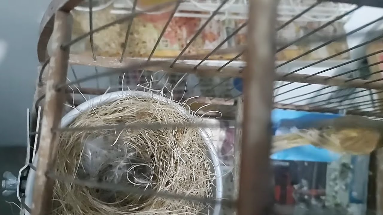 Tudo pronto! Quantos dias ela vai levar pra botar agora?