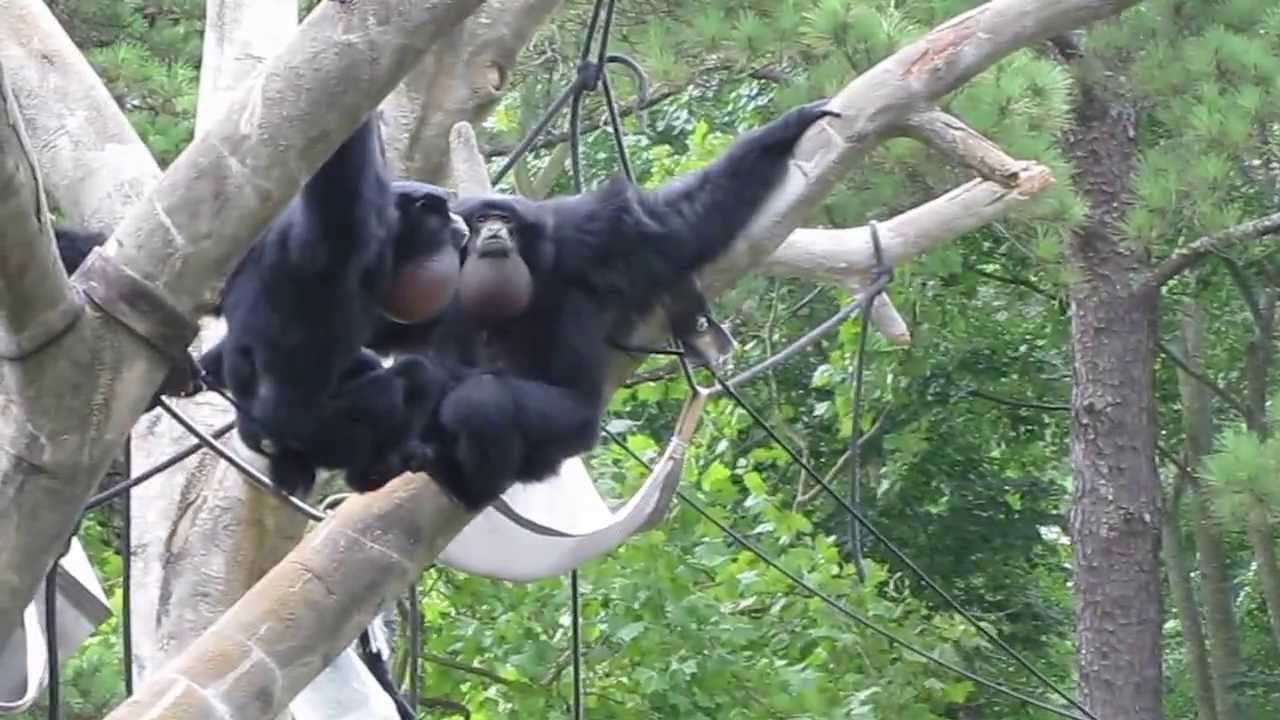 siamang monkey sounds at riverbanks zoo