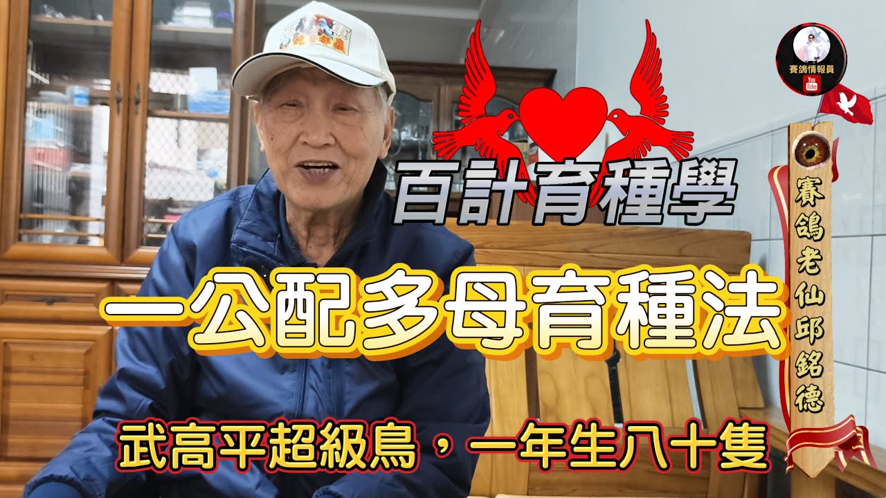邱銘德老師育種學：一公配多母育種法 #種鴿 #海翔 #pigeon #鴿子 #育種 #養鴿 #粉鳥 #強豪 #鴿刊