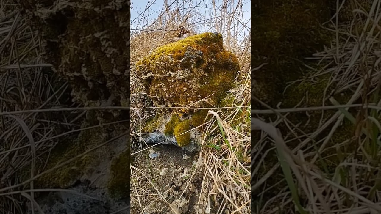 There was once a house here #nature #moss #live