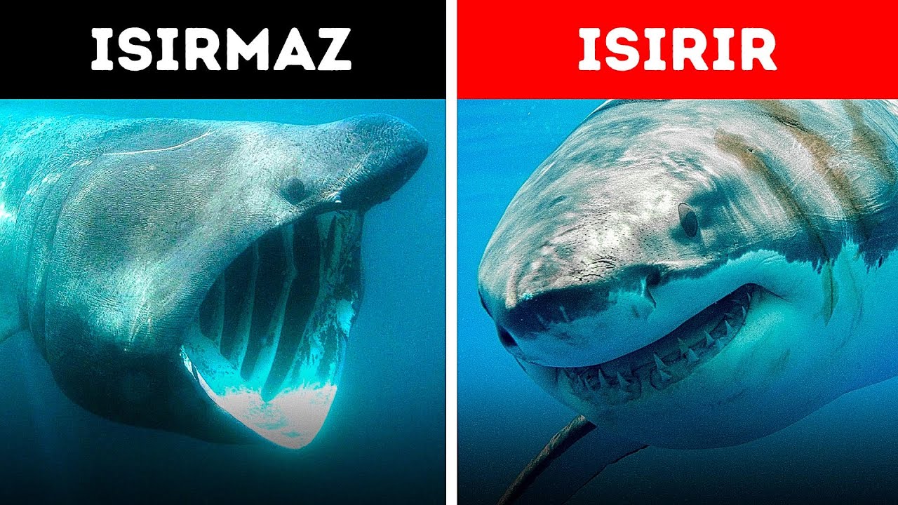 Bugüne Kadar Var Olan En Esrarengiz Hayvanlar (Her Köpekbalığı Isırmaz!)