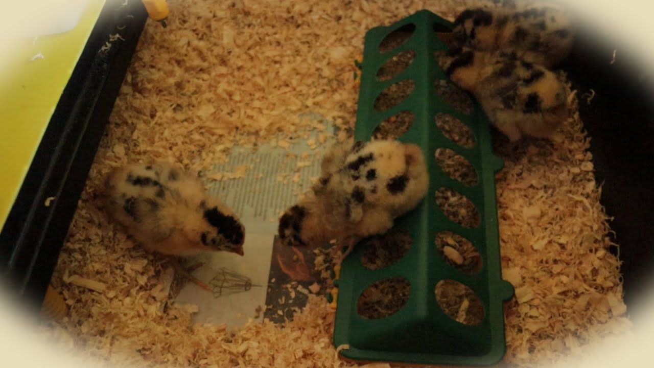 The Busiest Little Chicks