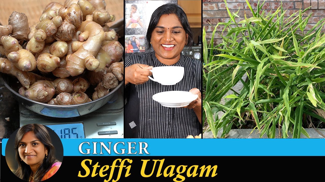 How to grow Ginger in Tamil | Steffi Ulagam