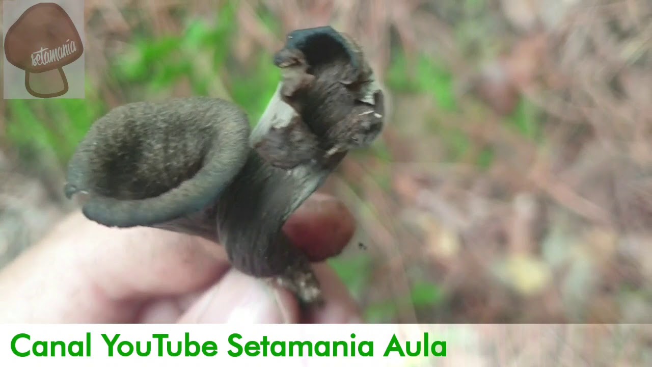 Craterellus cornucopioides: 2025 | Guía Completa de la Trompeta de los Muertos | Setamania Aula