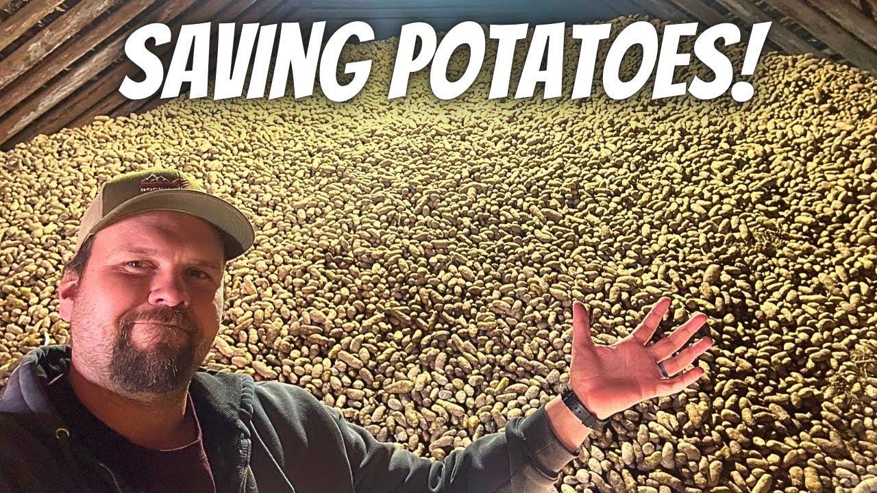 Our Potato Storage DISASTER and How We Fixed It