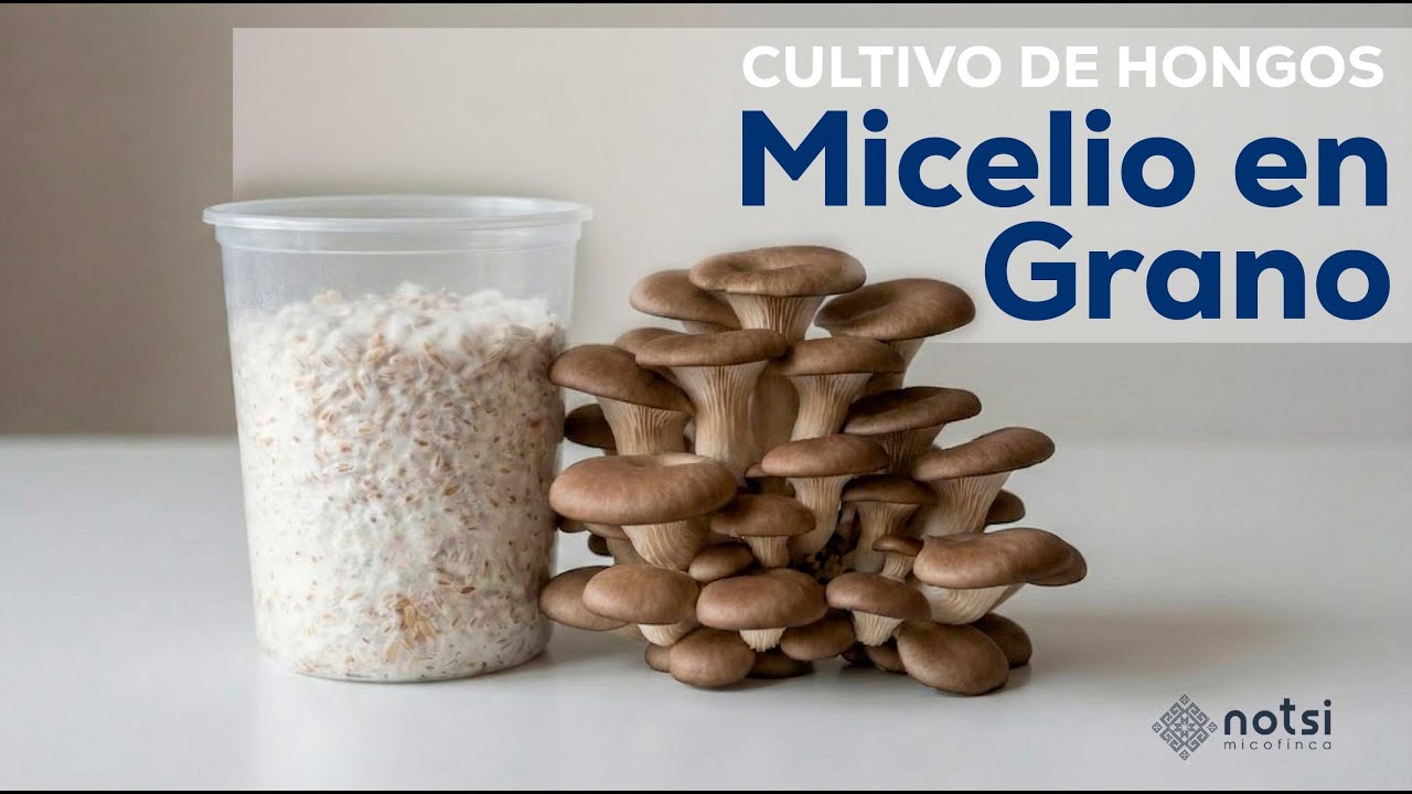 ¿Quieres Cultivar Hongos? Empieza con Micelio en Grano (Grainspawn)