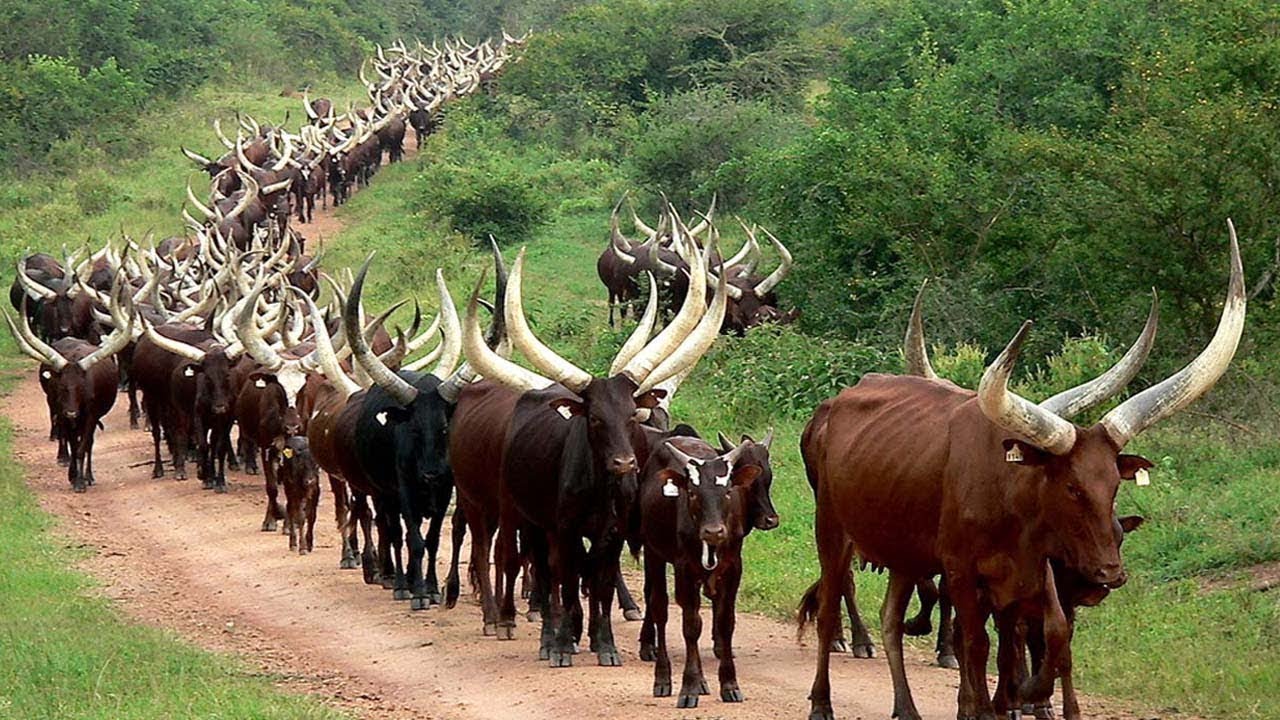 Millionen von Longhorn Rindern in Amerika und Afrika werden auf diese Weise gehalten &ndash; Rinderzucht
