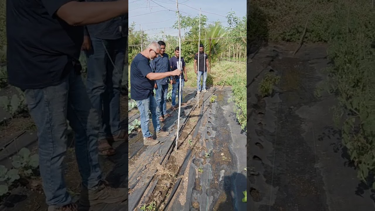 विना नांगरणी भाजीपाला - सखोल मार्गदर्शन 